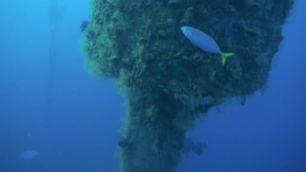 Ναυάγιο υποβρύχια σε φόντο της Σχολής ψαρόσουπα στην Αίγυπτο Ερυθρά θάλασσα. — Αρχείο Βίντεο