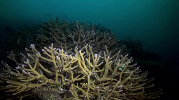 Paysage sous-marin mer de récif corallien la nuit. — Video