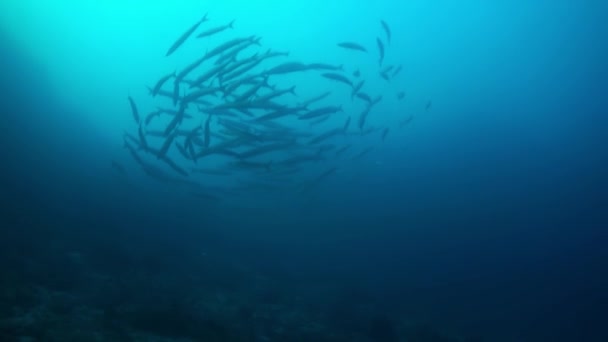 Schule der Barrakudas im blauen Wasser schwimmt Runden. — Stockvideo