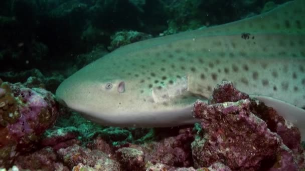 Le requin nage au bord du récif à la recherche de nourriture. — Video