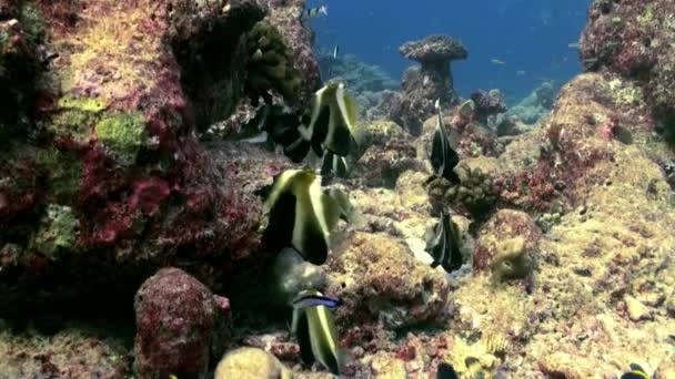 Peces mariposa en el arrecife al atardecer en busca de comida. — Vídeos de Stock