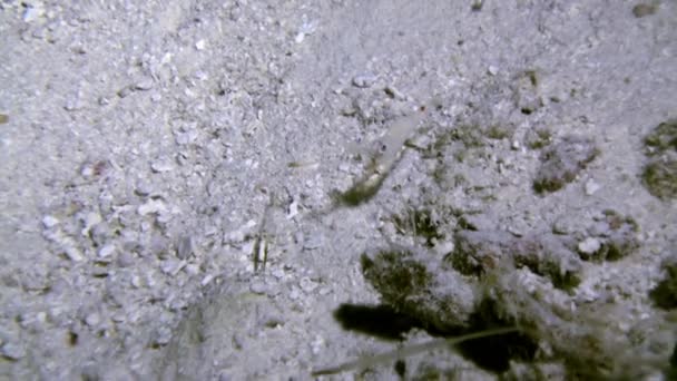 Transparent cleaner shrimp on the sandy bottom. — Stock Video