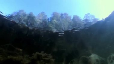 Orman ve su altında ağaçlar yansımasıdır.