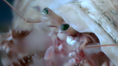 Kanser pavurya makro su altında beyaz deniz dibinin üzerinde yiyecek bulmak.