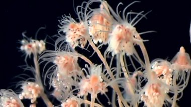 Bell Hydroid denizanası kolonileri açar beyaz deniz sualtı deniz dibinin Rusya'da.