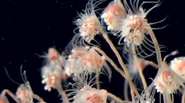 Bell Hydroid denizanası kolonileri izlerken beyaz deniz Rusya'nın sualtı deniz dibinin.