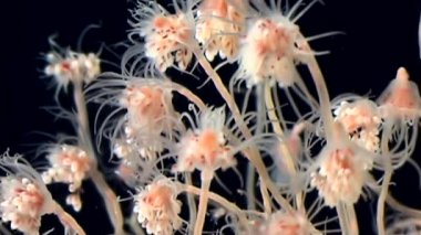 Bell Hydroid denizanası kolonileri açar beyaz deniz sualtı deniz dibinin Rusya'da.