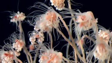 Tubulariae çan Hydroid denizanası suyun altında beyaz deniz siyah arka plan üzerinde.