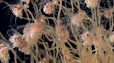 Bell Hydroid denizanası kolonileri açar beyaz deniz sualtı deniz dibinin Rusya'da.