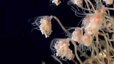 Bell Hydroid denizanası kolonileri açar beyaz deniz sualtı deniz dibinin Rusya'da.