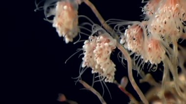 Bell Hydroid denizanası kolonileri açar beyaz deniz sualtı deniz dibinin Rusya'da.