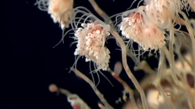 Bell Hydroid denizanası kolonileri açar beyaz deniz sualtı deniz dibinin Rusya'da.