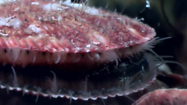Zee mantel close-up onderwater op zeebodem. — Stockvideo