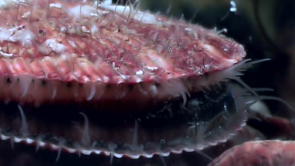 Sea scallop close up underwater on seabed. — Stock Video