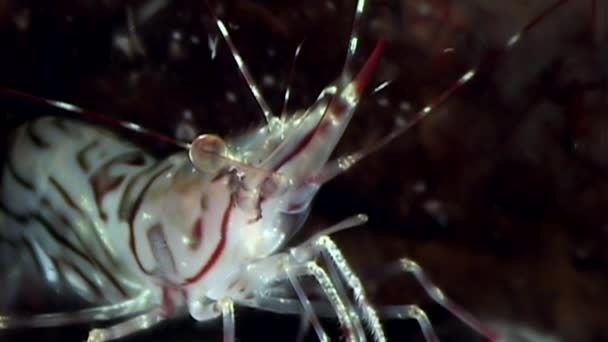 Glass shrimp close up masked in search of food underwater of White Sea . — Stock Video