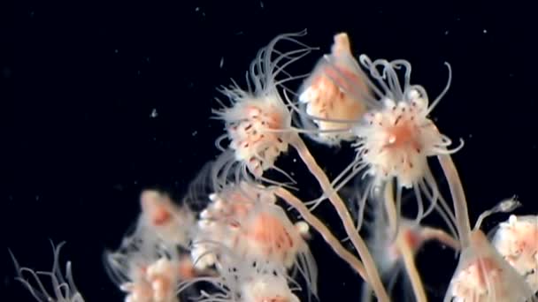 Bell Hydroid jellyfish koloni bawah air dasar laut dari Laut Putih Rusia . — Stok Video