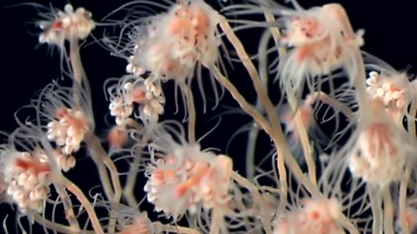 Tubulariae bell Hydroid kwal onderwater op zwarte achtergrond van witte zee. — Stockvideo