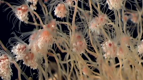 Bell Hydroid jellyfish kolonie otwiera podwodne dna morskiego morze białych w Rosji. — Wideo stockowe