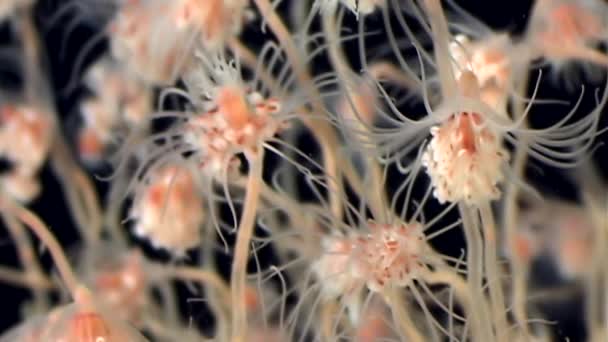 Campana tubulariae Meduse idroidi sott'acqua su fondo nero del Mar Bianco . — Video Stock