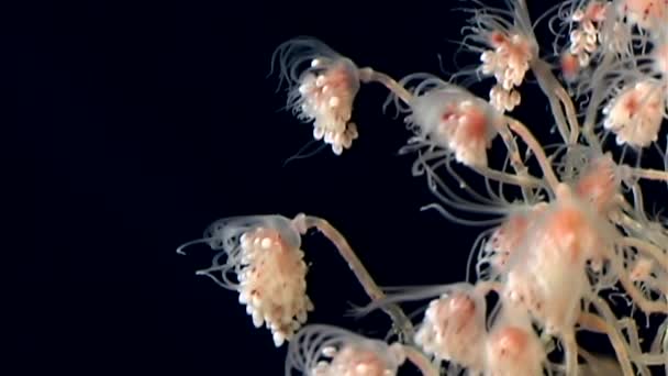 Tubulariae bell Hydroid jellyfish underwater on black background of White Sea. — Stock Video