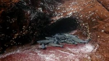 Beyaz gri köpekbalıkları Carcharhinus albimarginatus sualtı mağara delik yalan.