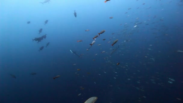 Tubarão no fundo de peixes da escola subaquática no oceano Pacífico . — Vídeo de Stock