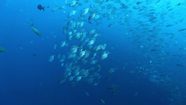 Shark on background of school fish underwater in Pacific ocean. — Stock Video