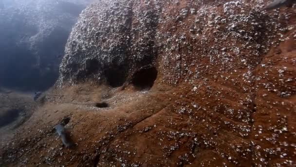 Tiburones grises blancos Carcharhinus albimarginatus yacen en el agujero de la cueva bajo el agua . — Vídeo de stock