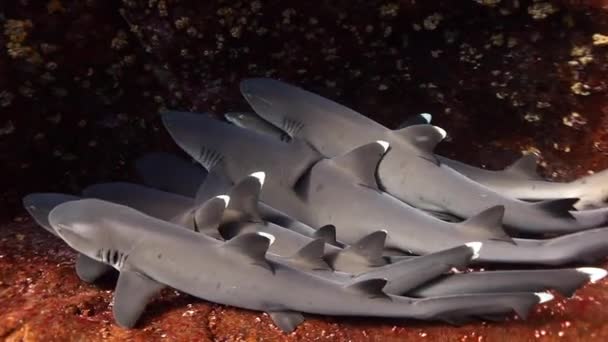 Tiburones grises blancos Carcharhinus albimarginatus yacen en el agujero de la cueva bajo el agua . — Vídeo de stock