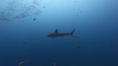 Pasifik Okyanusu okul balık suyun altında arka plan üzerinde büyük köpek balığı.