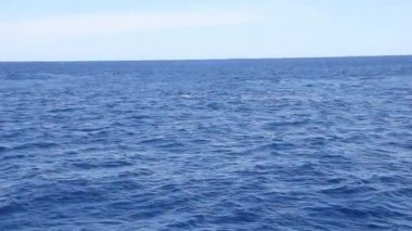 Pasifik Okyanusu su yüzeyinde onun fin sallayarak balina.