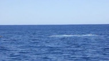 Balina kuyruğu Pasifik Okyanusu su yüzeyinde wag.