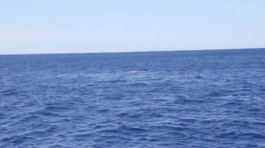 Pasifik Okyanusu su yüzeyinde onun fin sallayarak balina.