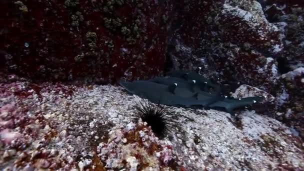 Tubarões-cinzentos-brancos Carcharhinus albimarginatus encontram-se no buraco da caverna subaquática . — Vídeo de Stock
