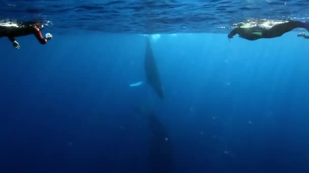Whales humpback mother and young calf with divers underwater in Pacific ocean. — Stock Video
