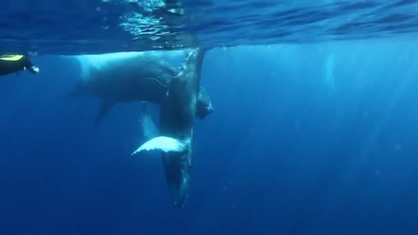 Кит теляти з матір'ю горбатий і diver у поверхні води Тихого океану. — стокове відео
