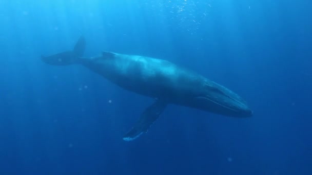 Humpback Whales megaptera novaeangliae in sunlight underwater in Pacific ocean. — Stock Video