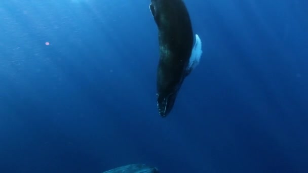 Humpback whales closeup underwater on background of sun rays in blue ocean. — Stock Video