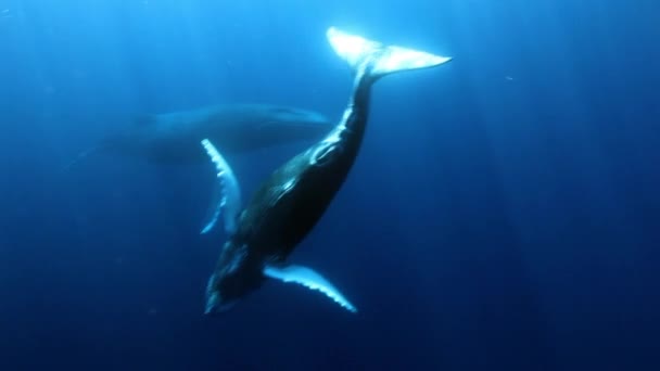 Młody Humpback Wieloryb cielę z matką pod wodą w błękitnym oceanie Roca Partida. — Wideo stockowe