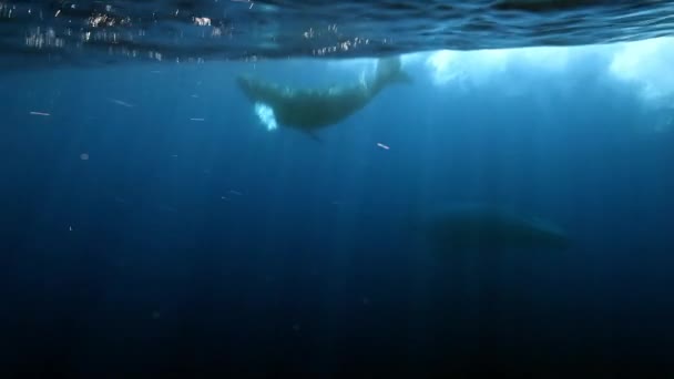 Fiatal púpos bálna borjú anyával a víz alatt Roca Partida kék óceánjában. — Stock videók