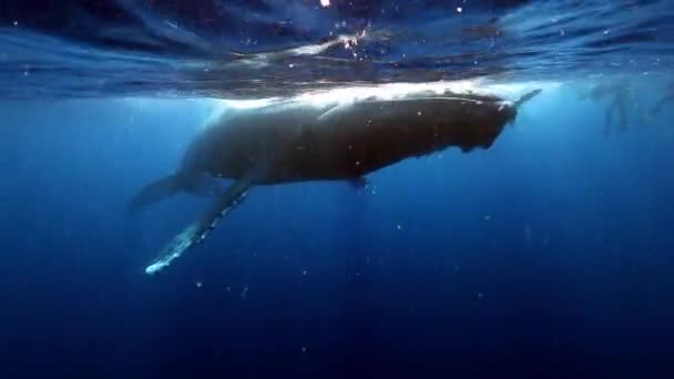 Group of divers near humpback whales mother and young calf near water surface. — Stock Video