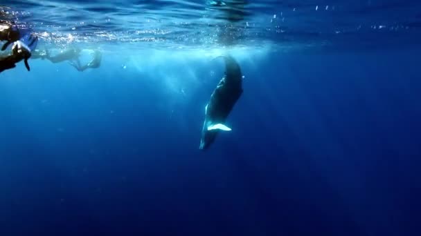Young humpback whale calf near group of divers underwater in sunlight of ocean. — Stock Video