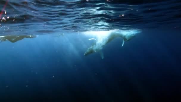 Humpback whale calf near group of divers underwater in sunlight of ocean. — Stock Video