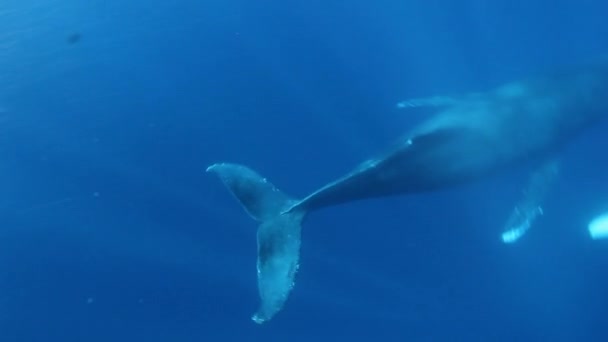 Las ballenas jorobadas madre y ternera en el océano flota lejos en la luz del sol bajo el agua . — Vídeo de stock