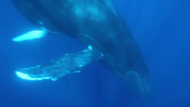 Las ballenas jorobadas madre con ternera cerca de los camarógrafos de buceo en agua azul del océano . — Vídeo de stock