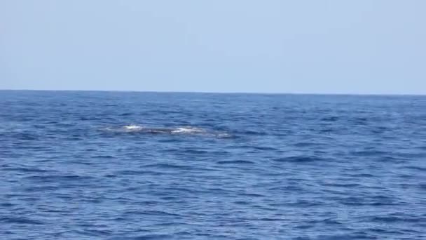 Baleias-jubarte gigantes na superfície azul da água do mar . — Vídeo de Stock