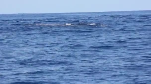 Ballenas jorobadas gigantes en la superficie azul del agua de mar . — Vídeos de Stock