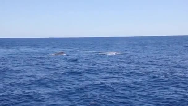 Las ballenas jorobadas gigantes madre y ternero joven en el océano Pacífico . — Vídeo de stock