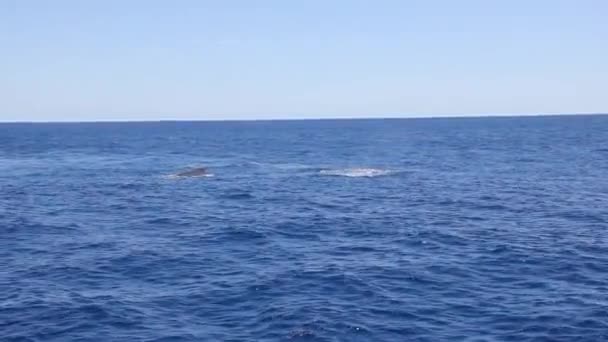 Megattere giganti madre e giovane vitello nell'oceano Pacifico . — Video Stock