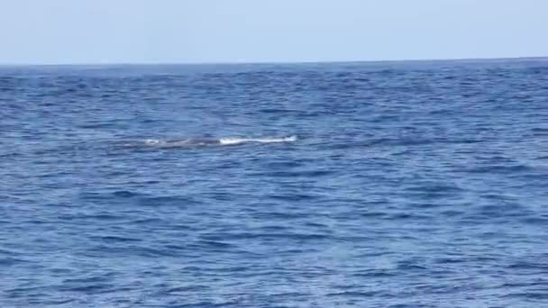 태평양 바다에서 물 표면에 고래 블 로우 홀. — 비디오